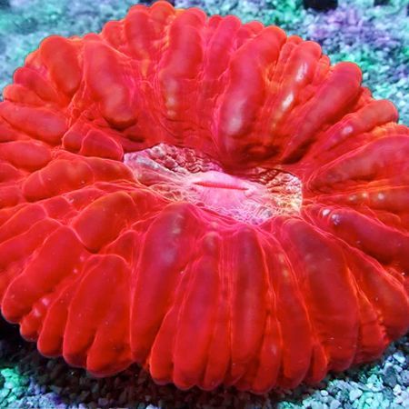 Cynarina Lacrimalis Ultra Red  M (5-6 cm)