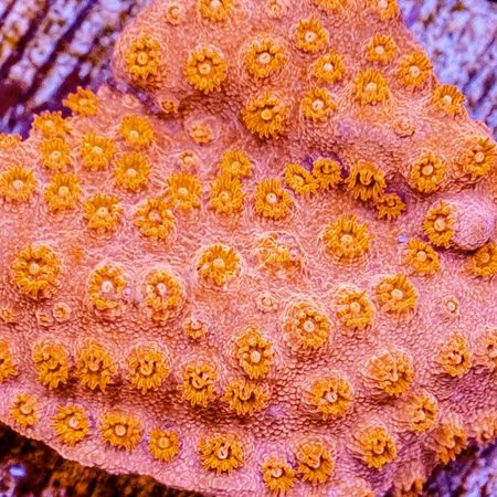 Cyphastrea Only Red Frag (Ong. 2-3 cm)