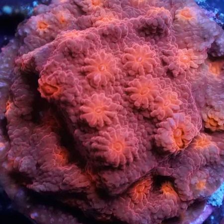 Cyphastrea Tyree Red Brick Frag (Ong. 2-3 cm)