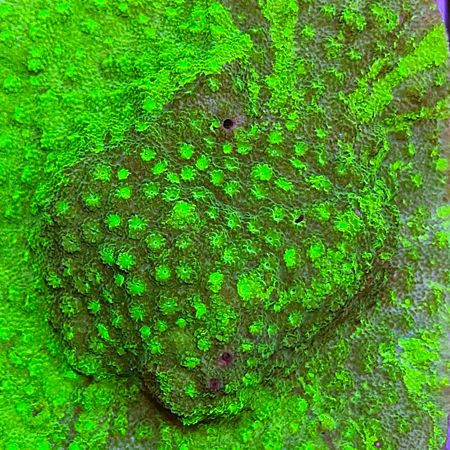 Cyphastrea Ultra Green Grafted Frag (Ong. 2-3 cm)
