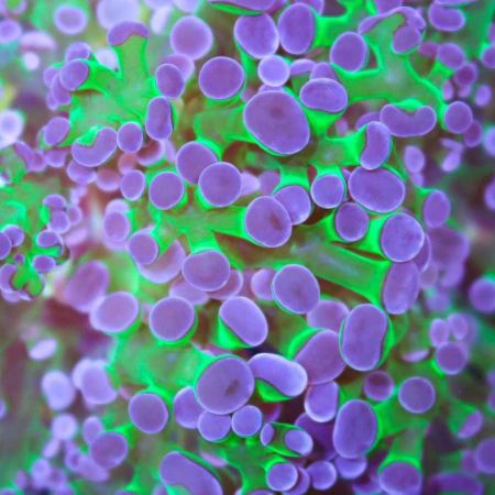 Euphyllia Frogspawn (Green / Purple) (1 kop)
