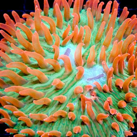 Fungia sp Ultra Green / Red Polyp M (Ong. 4-5 cm)