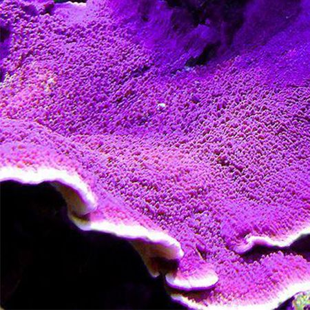 Montipora Paars Frag (Ong. 2-3 cm)