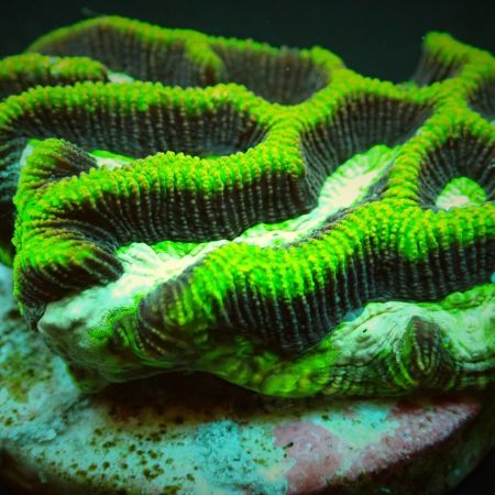 Platygyra Green (Maiz Brain coral) Frag (3-4 cm)