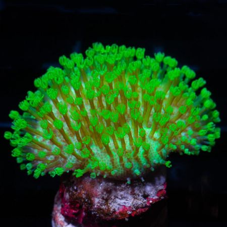 Sarcophyton Neon Groen S  (Ong. 5 cm)