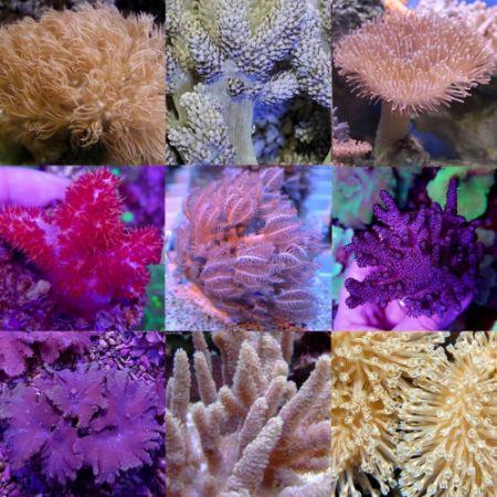 Soft koralen Mix Pack M (10 zachte koralen)