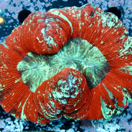 Trachyphyllia Red S (Ong. 4-5 cm)